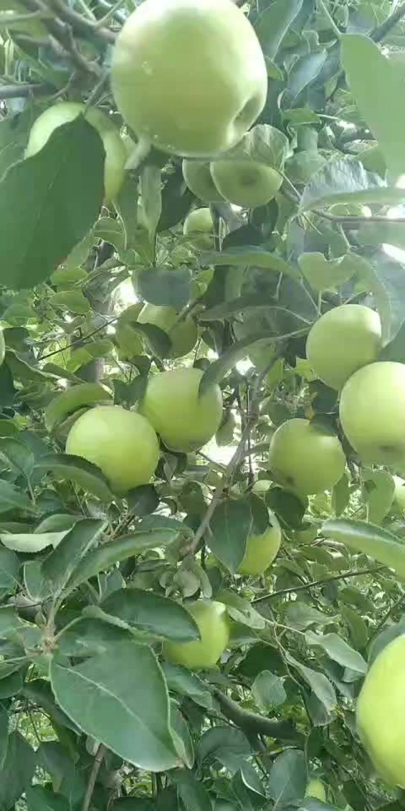 脆甜的果美八