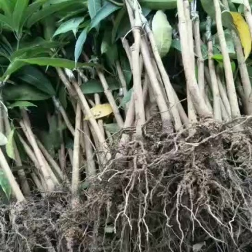 金煌芒果苗