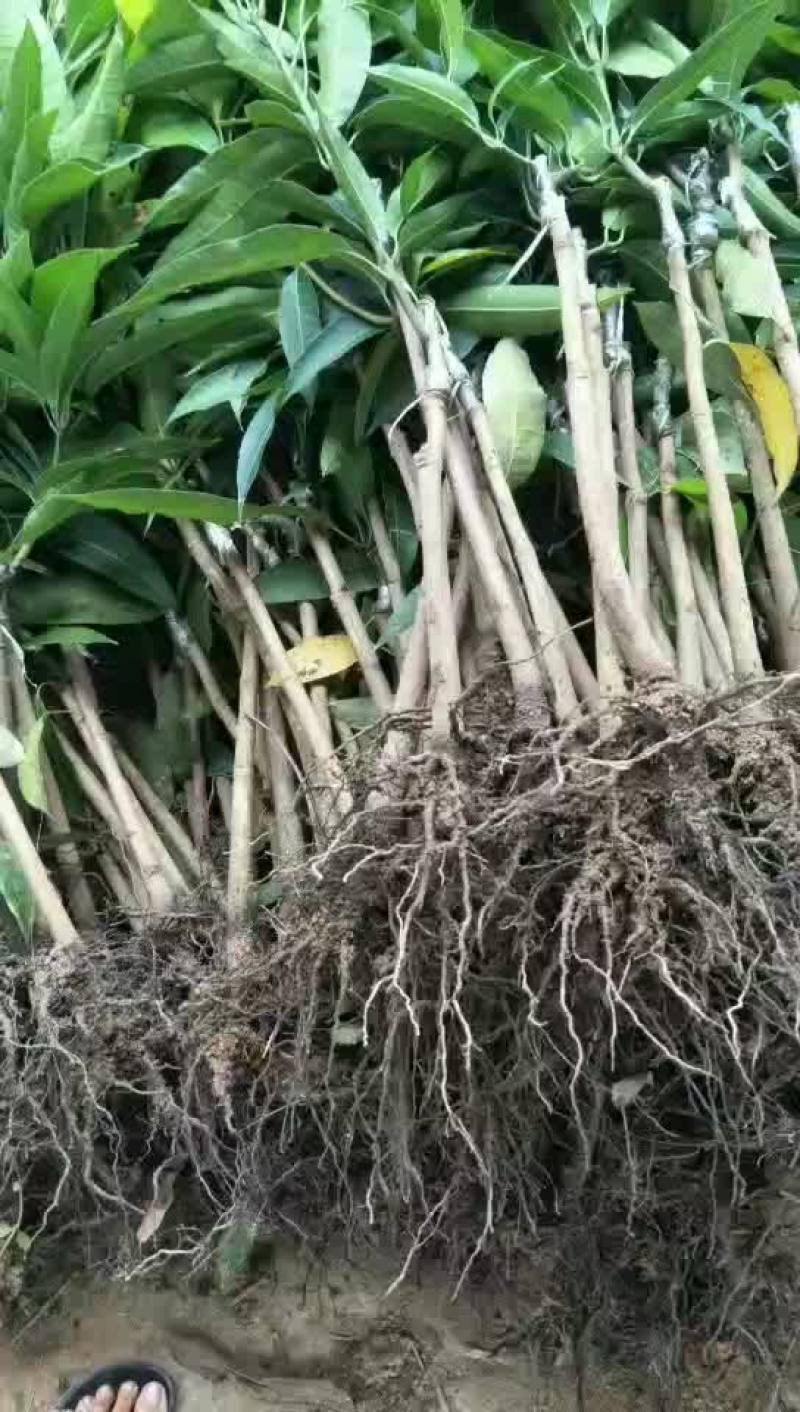 金煌芒果苗