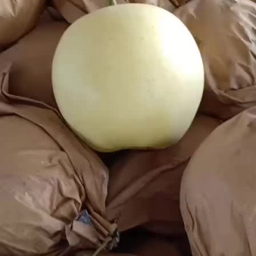 皇冠梨大量有货