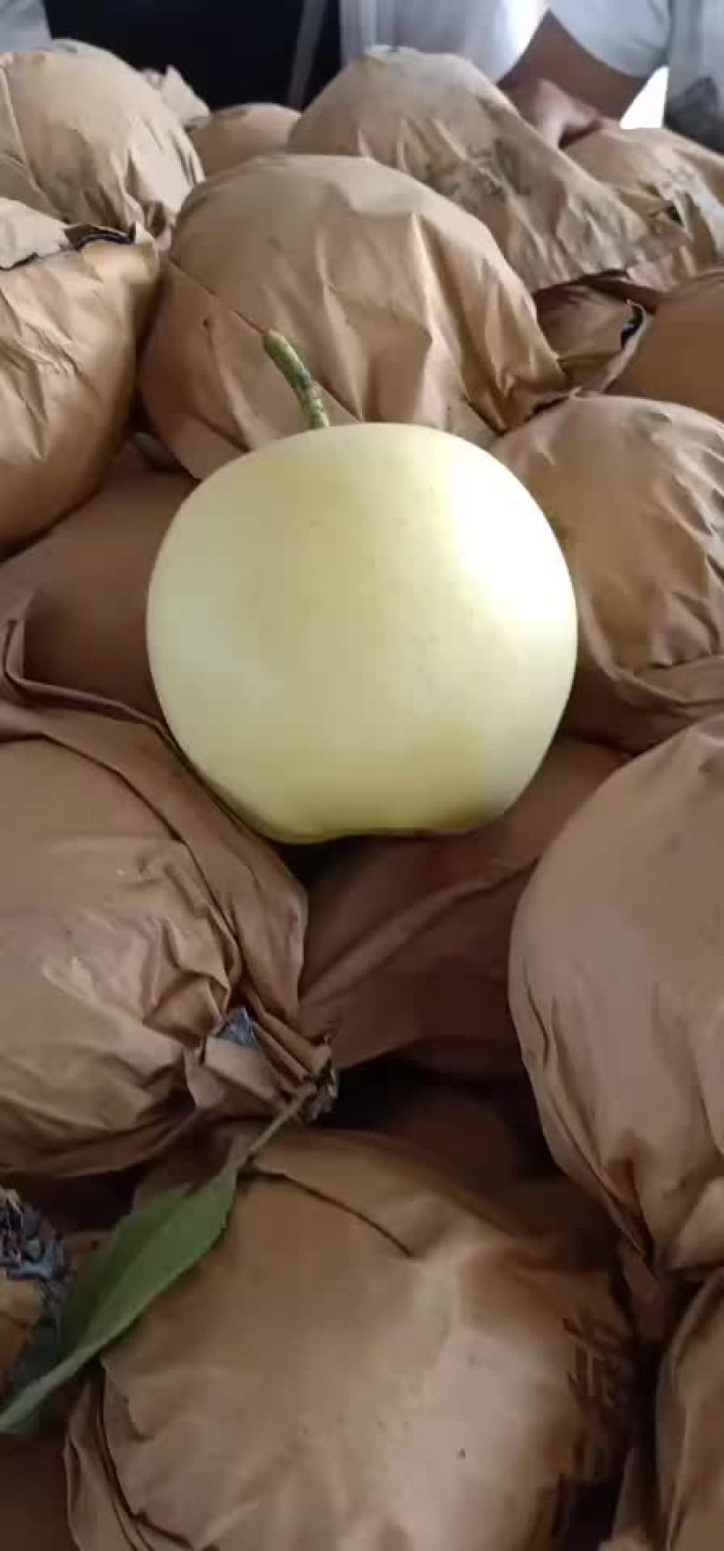 皇冠梨大量有货