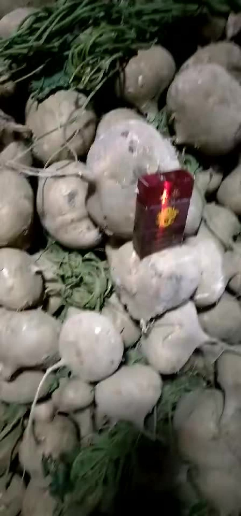 凉薯