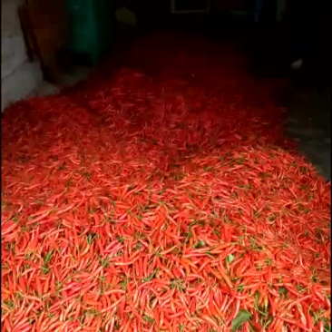 小米辣