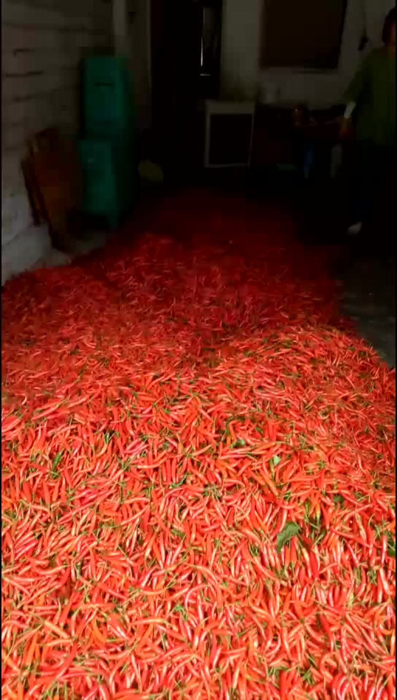 小米辣