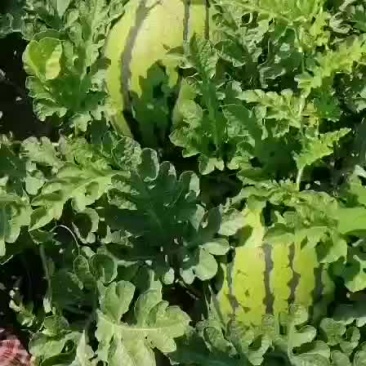 甜王西瓜已经成熟。口感好，保质保量。