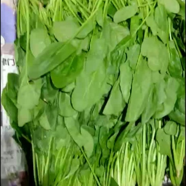菠菜