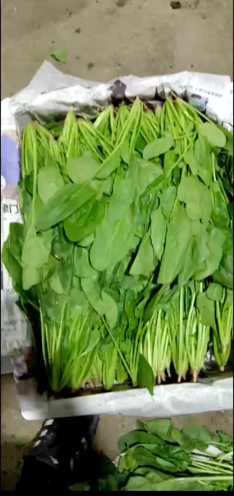 菠菜