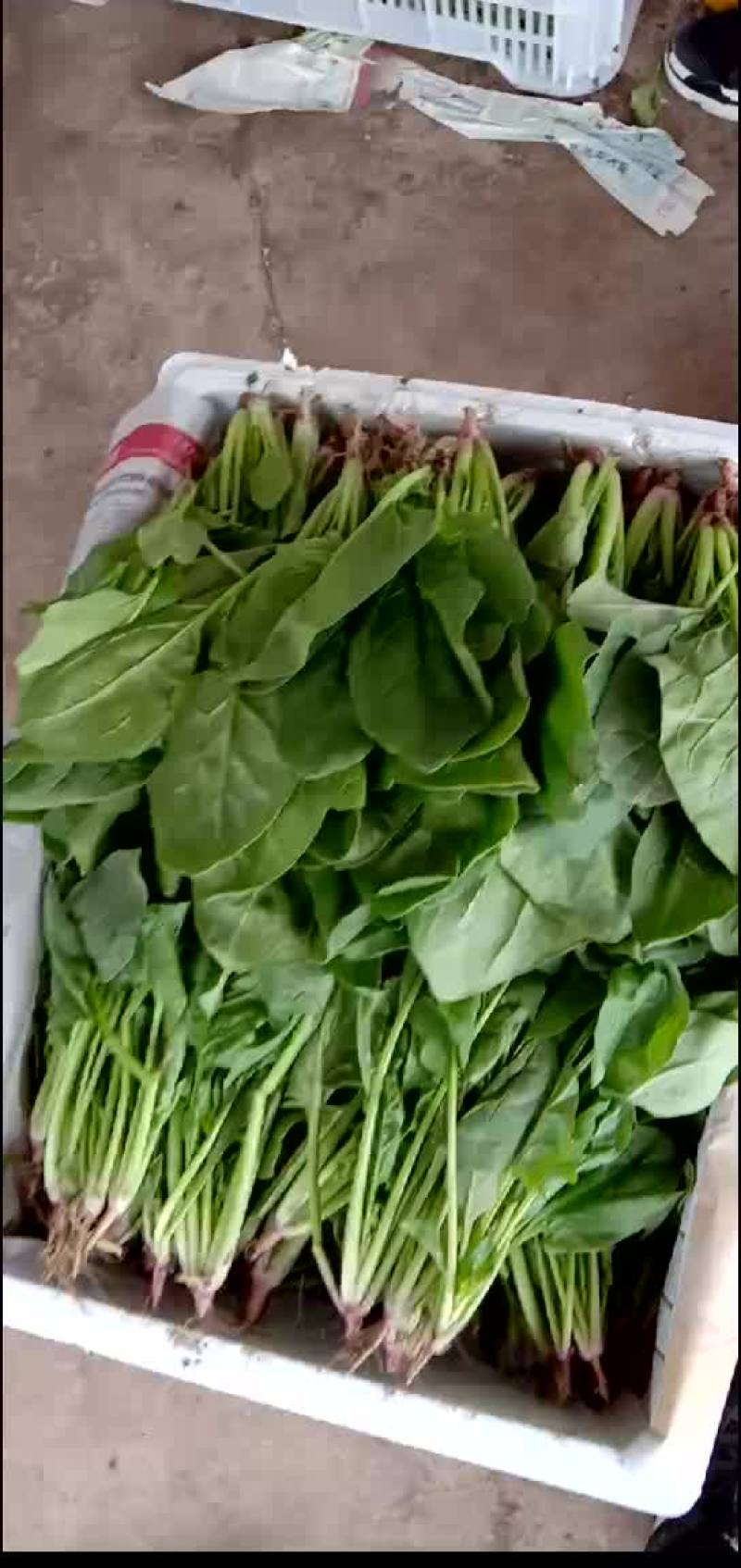 菠菜