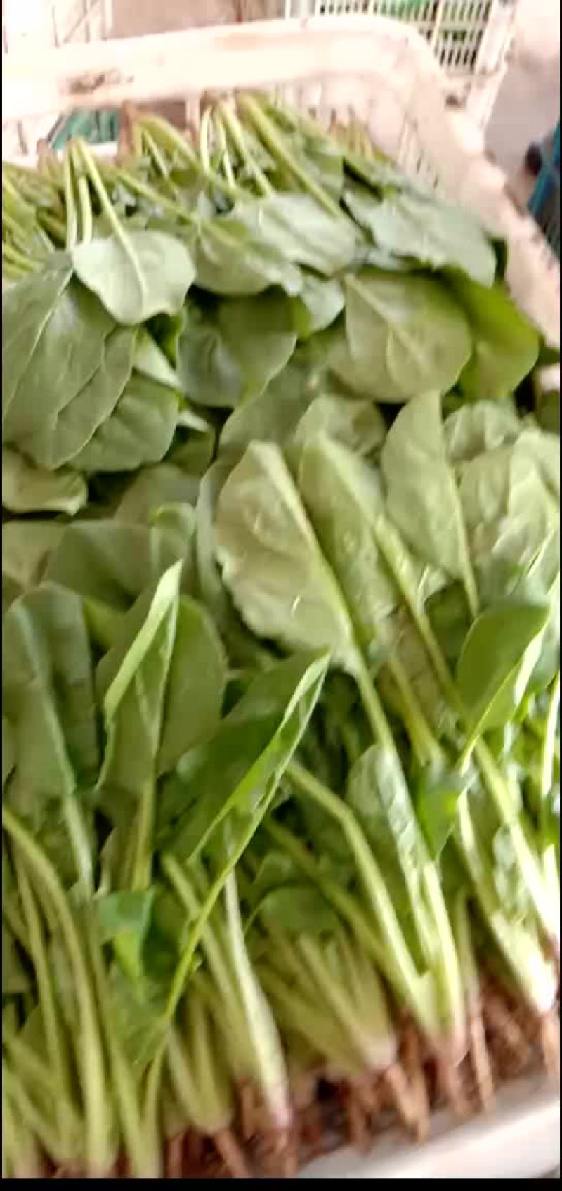 菠菜