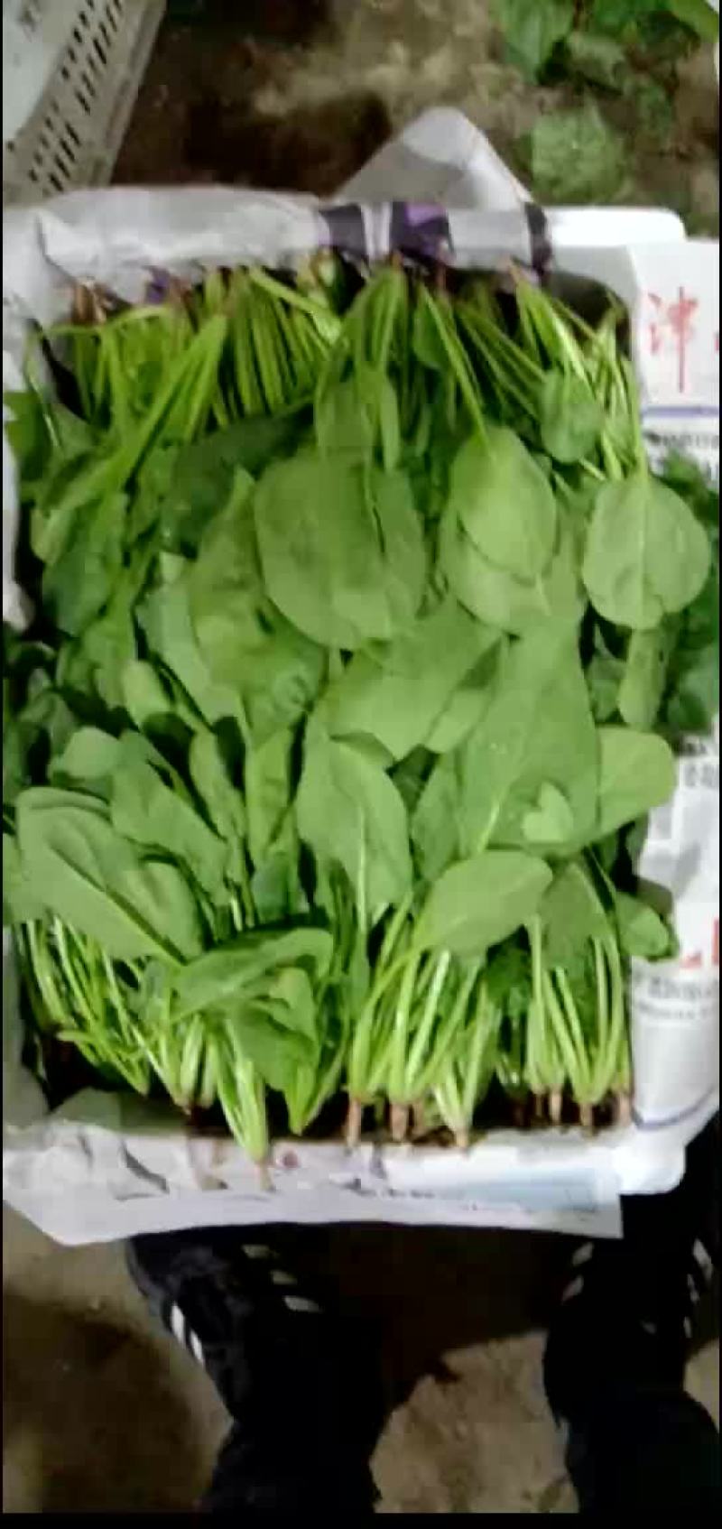 菠菜