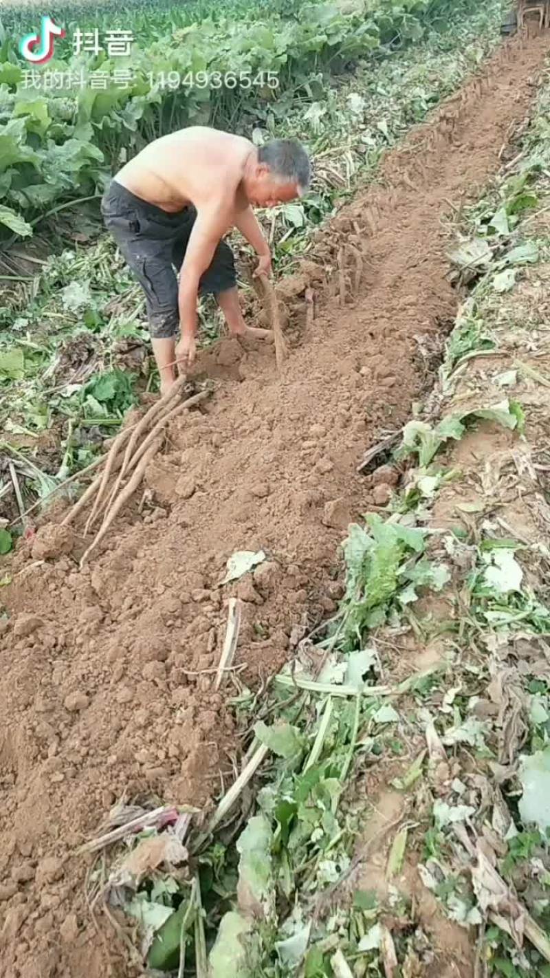 牛蒡