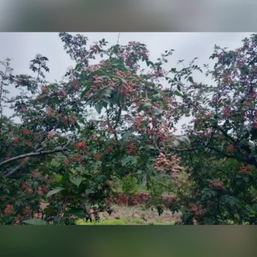 鲜花椒