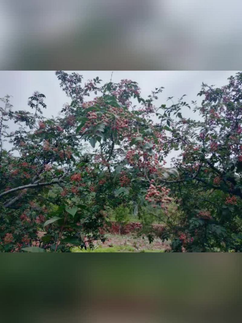 鲜花椒