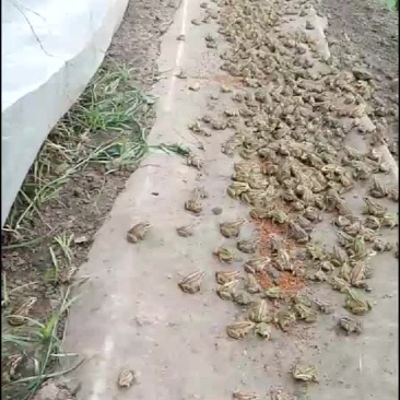 黑斑蛙