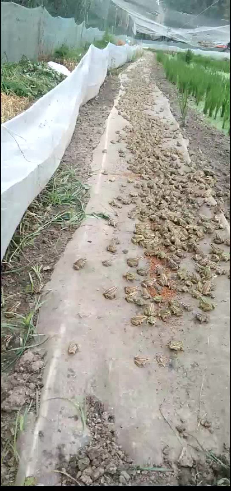 黑斑蛙