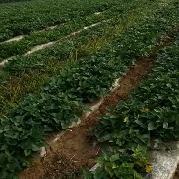 红薯苗2021预定中早峰，烟薯二十五，西瓜红