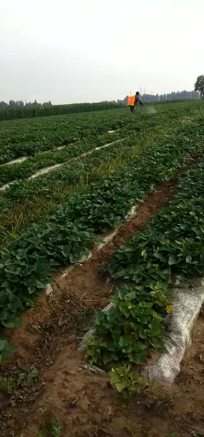 红薯苗2021预定中早峰，烟薯二十五，西瓜红