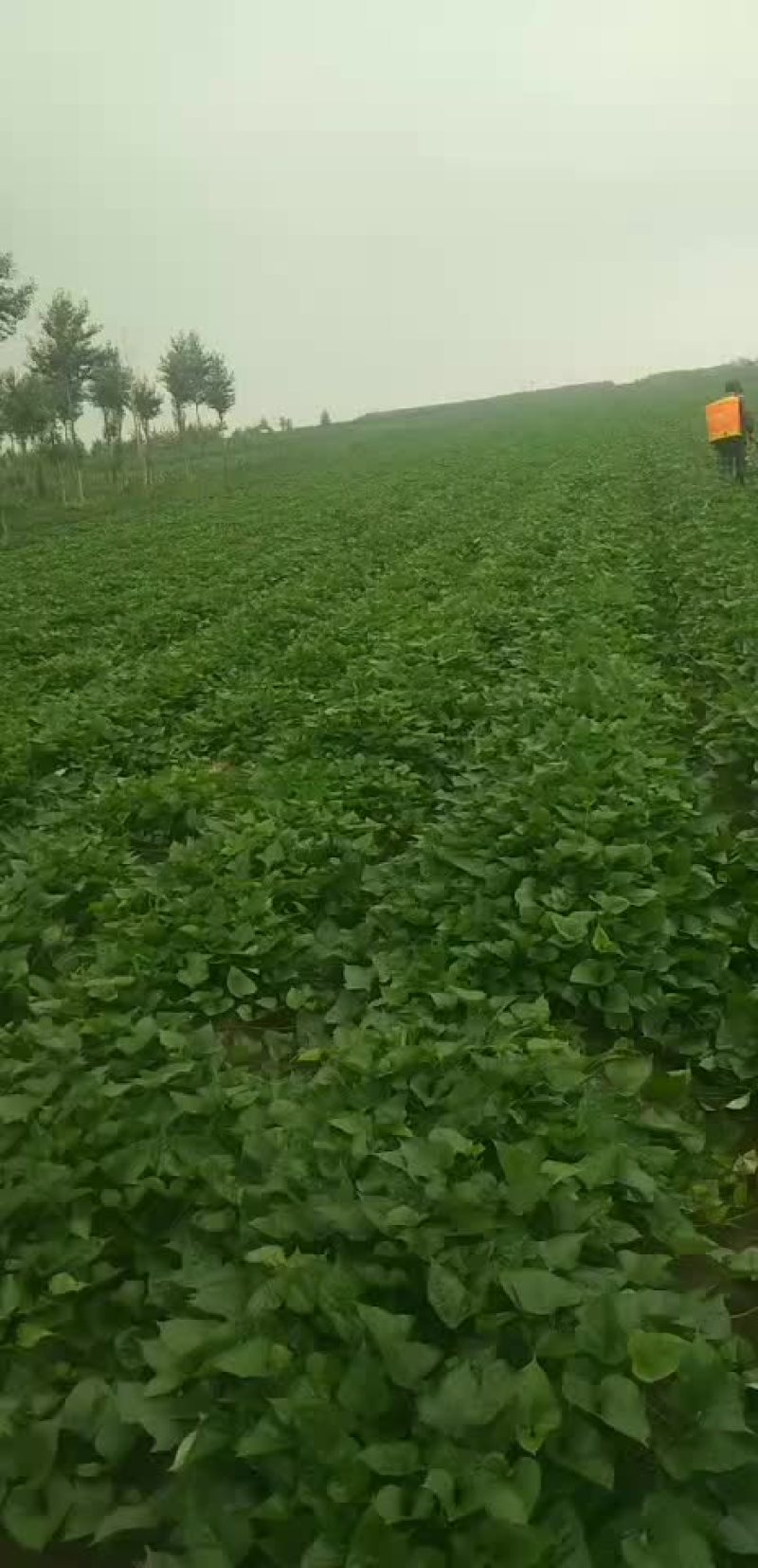 红薯苗2021预定中早峰，烟薯二十五，西瓜红