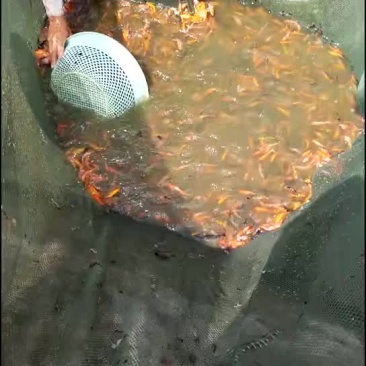 水产