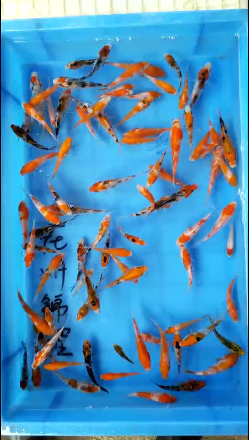 水产