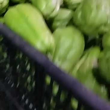 上等八月瓜，量大价格美丽，欢迎订购