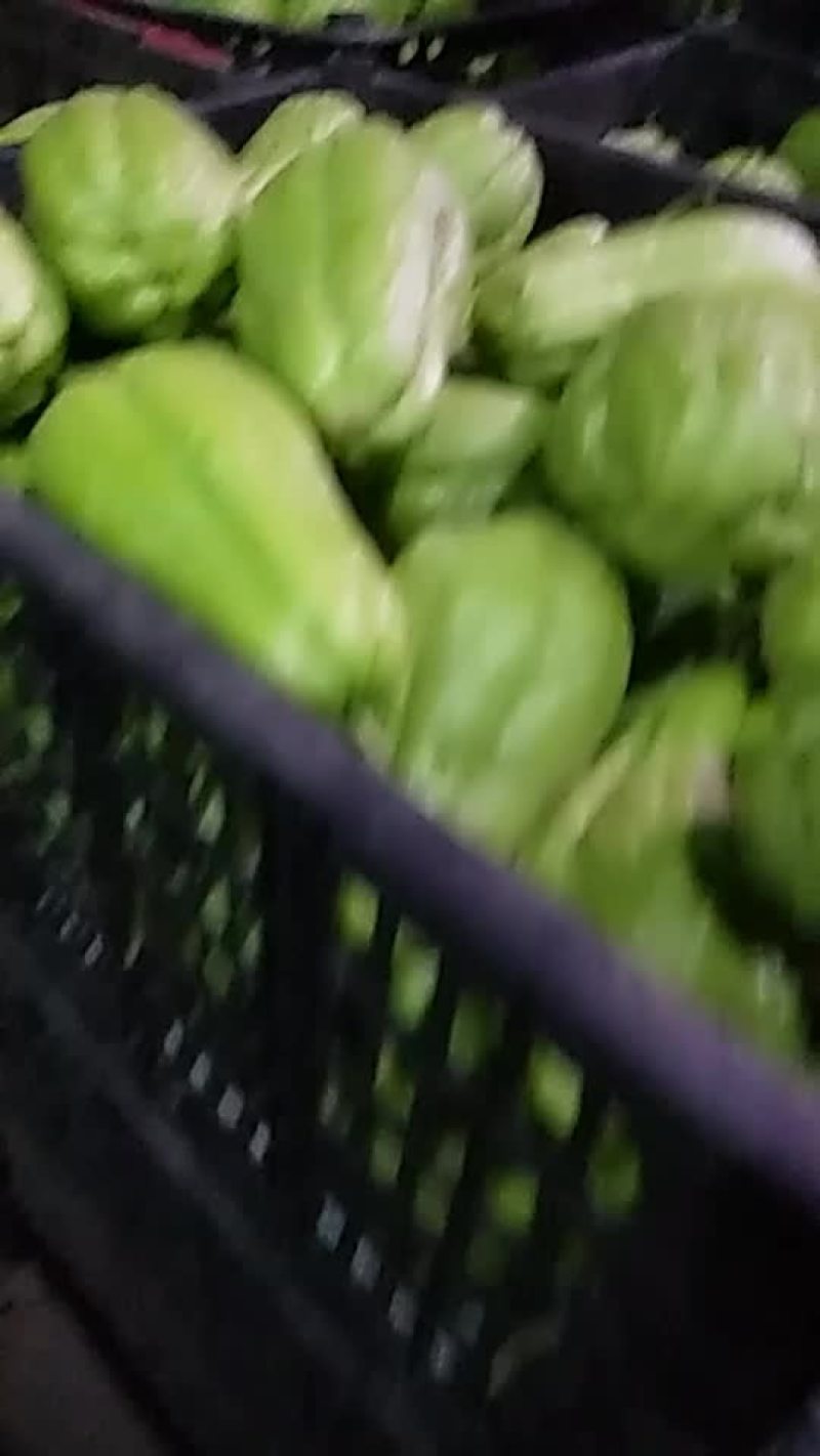 上等八月瓜，量大价格美丽，欢迎订购