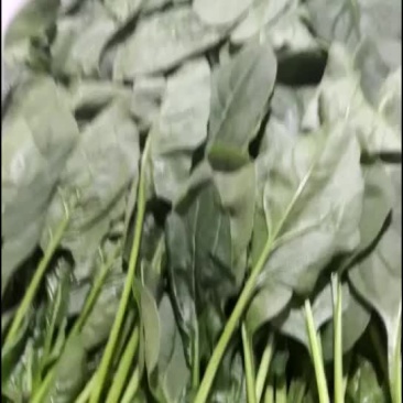 菠菜