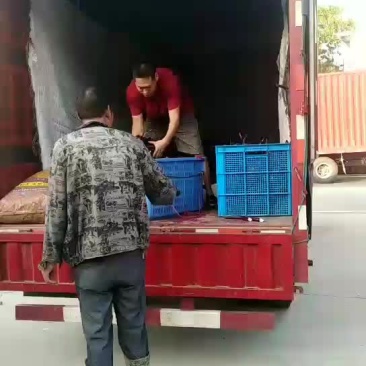 茄子