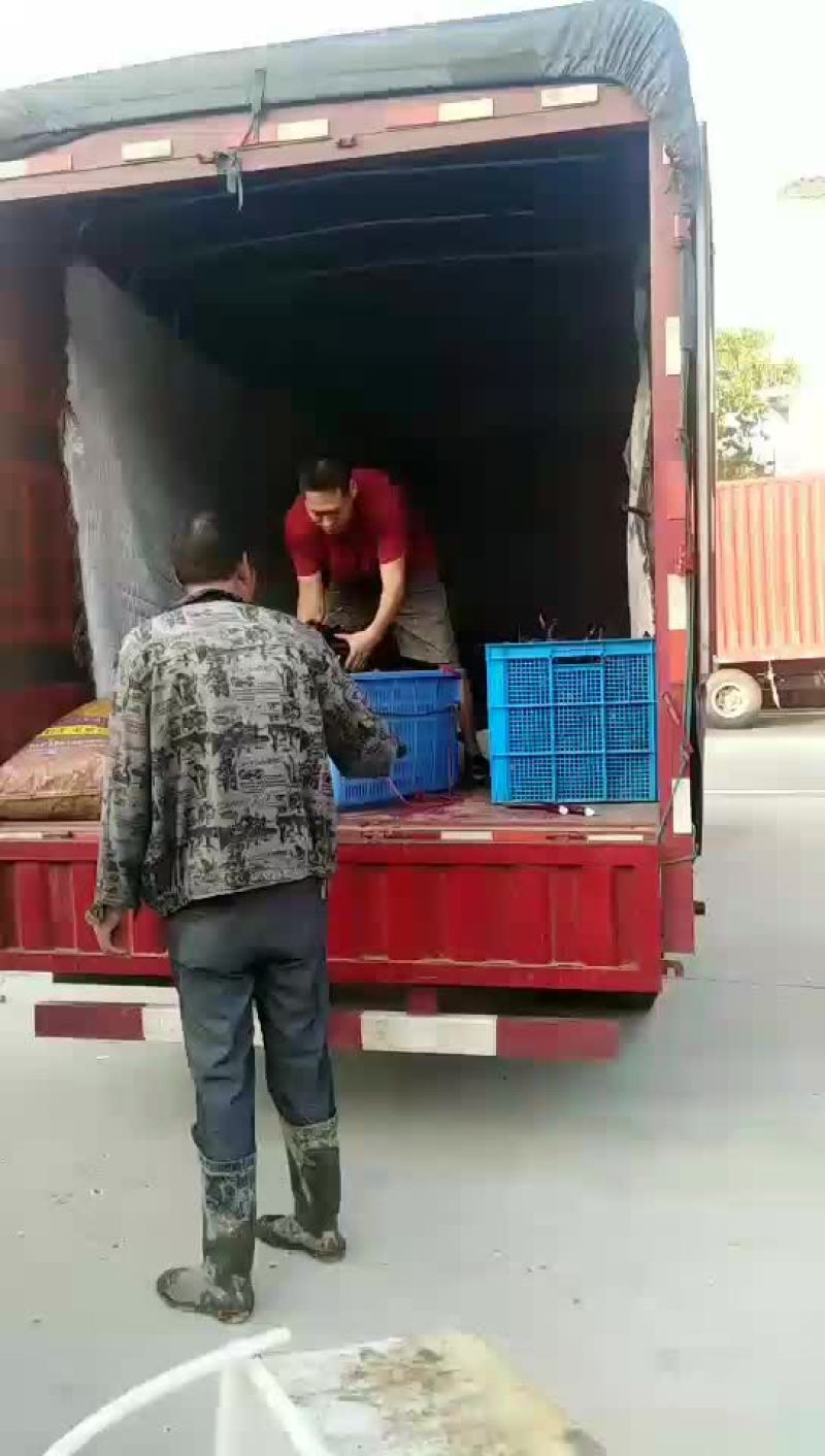茄子