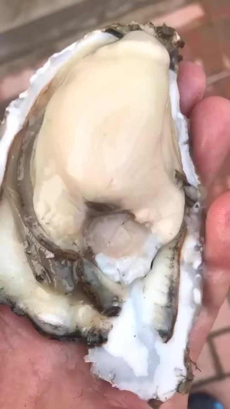 贝类