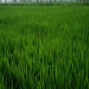 自家种植水稻