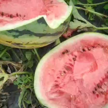 西瓜