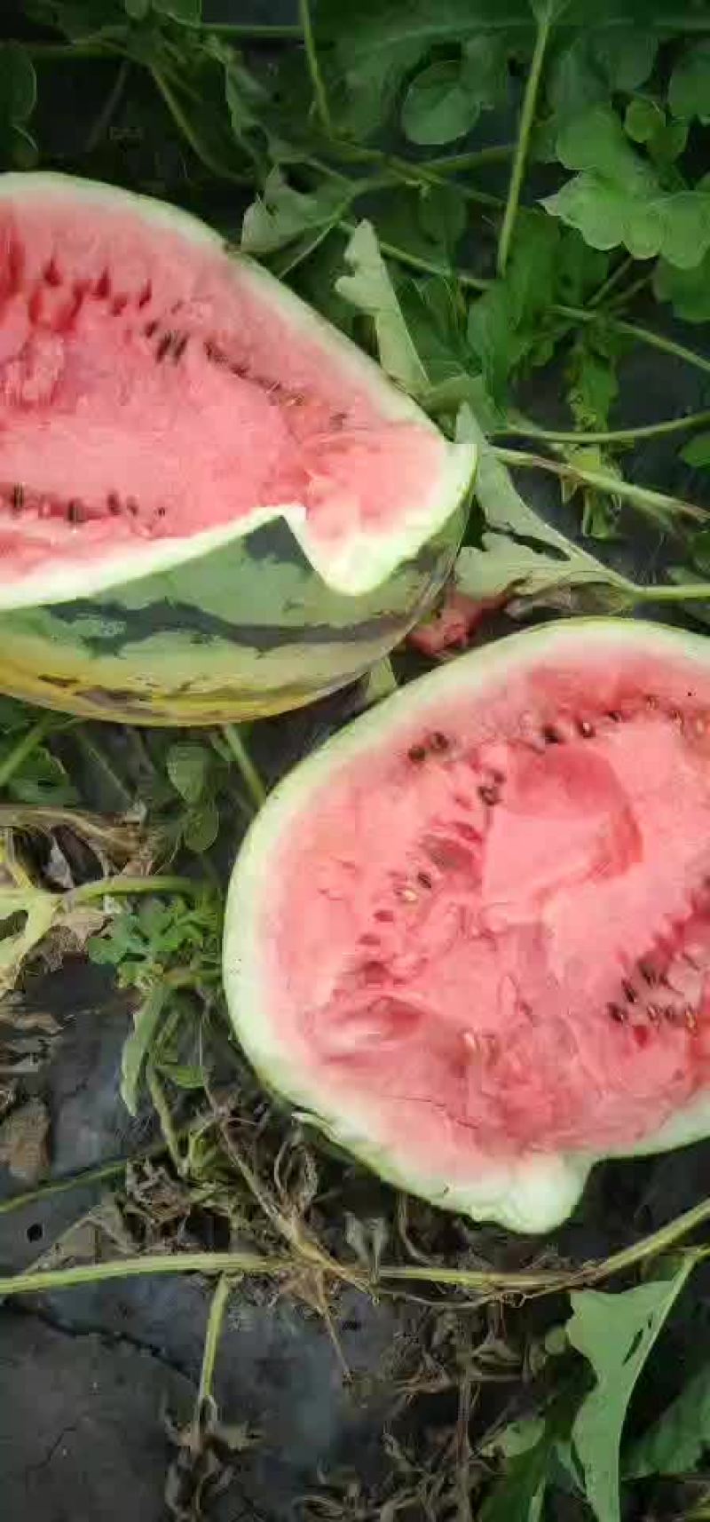 西瓜