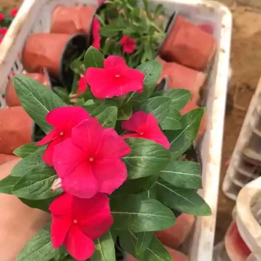 长春花