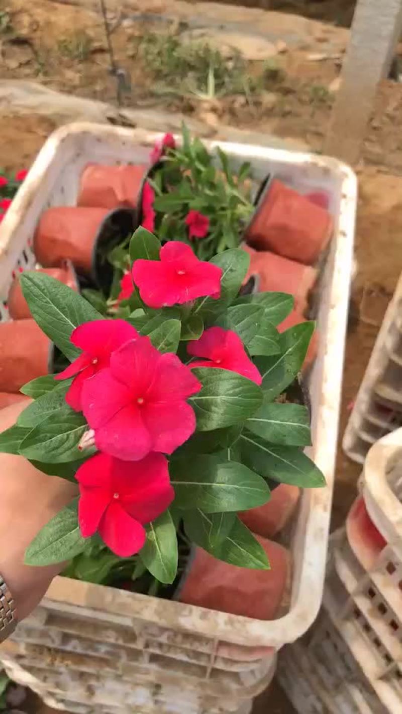 长春花
