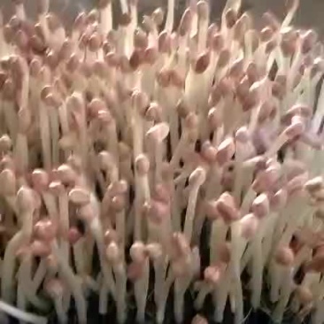 花生芽