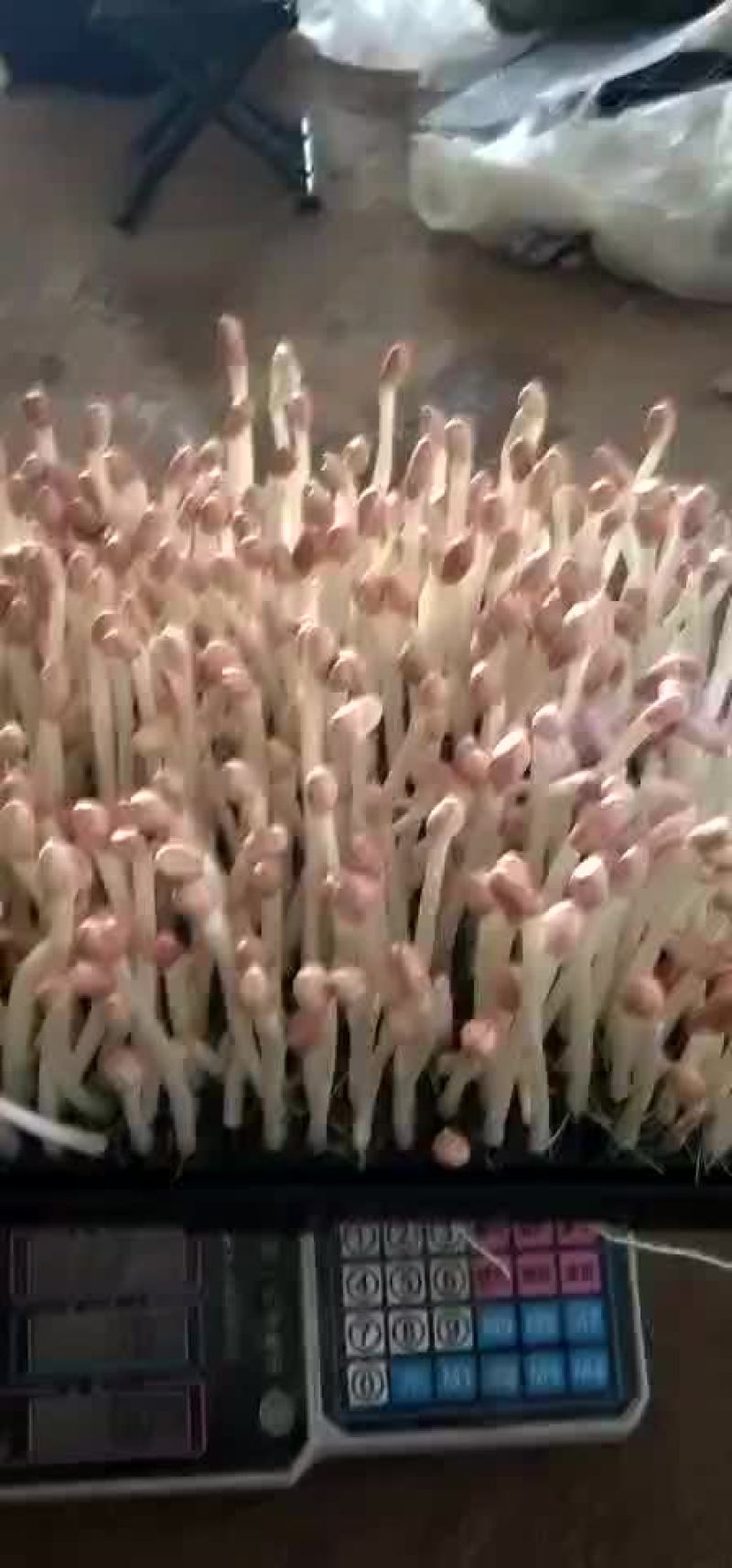 花生芽
