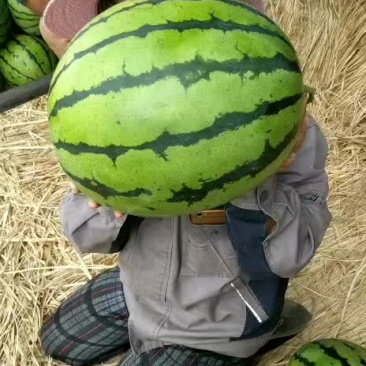 西瓜