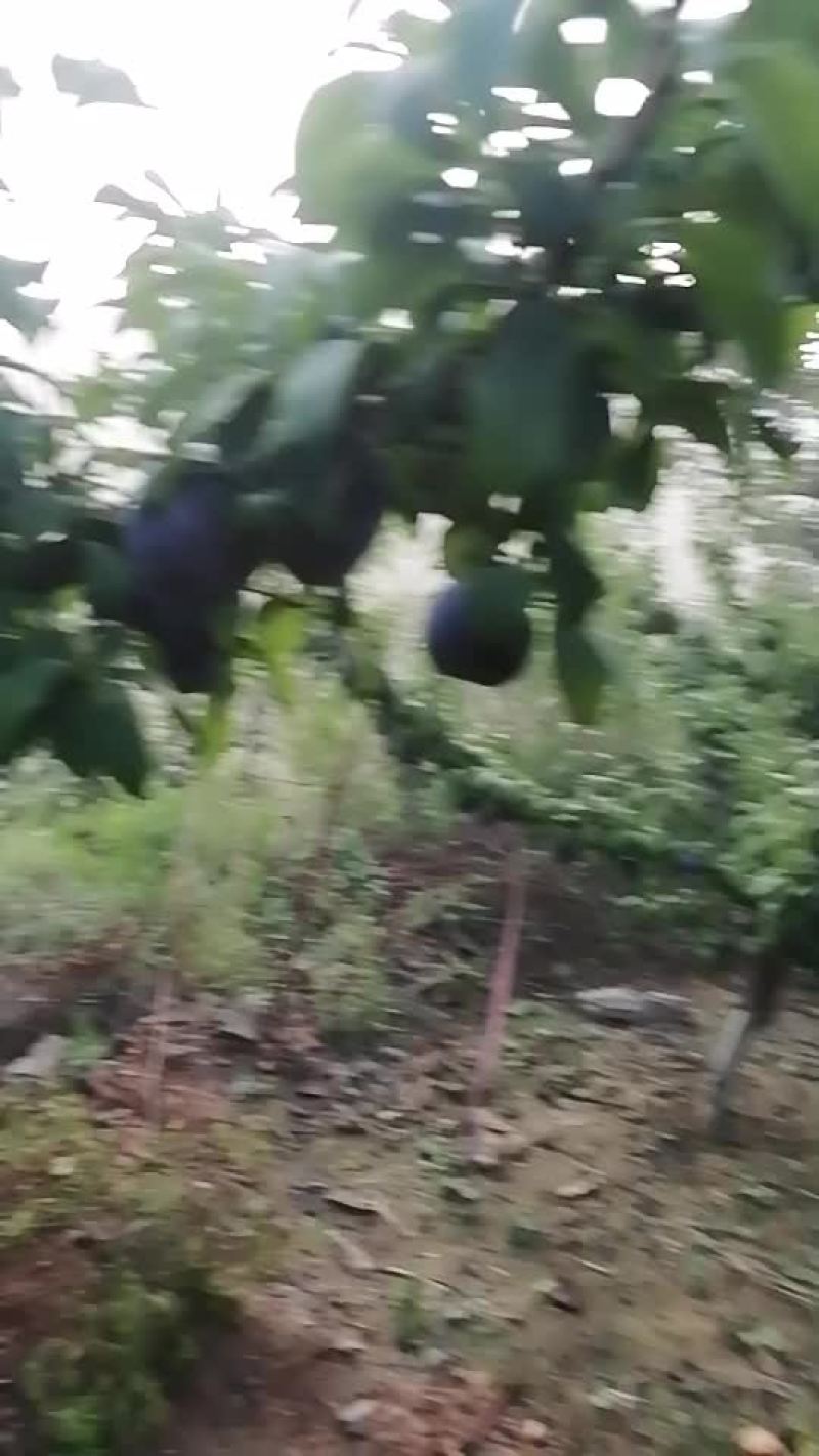 李王