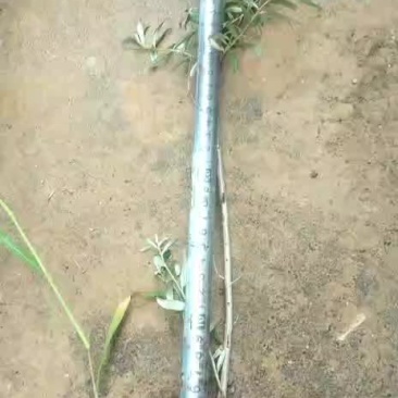 沙棘杯苗