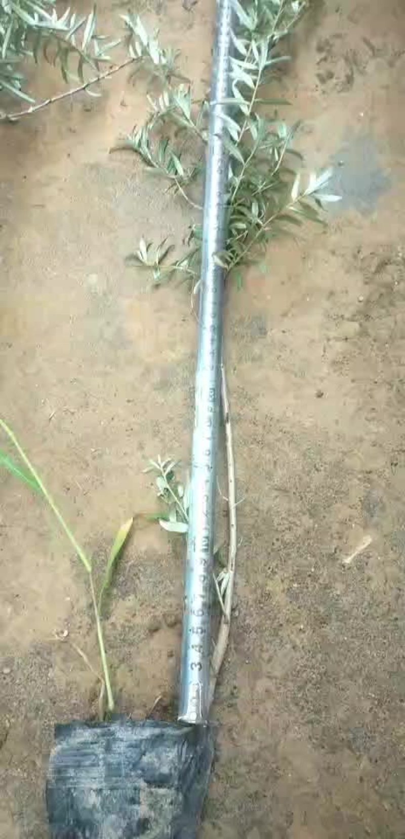 沙棘杯苗