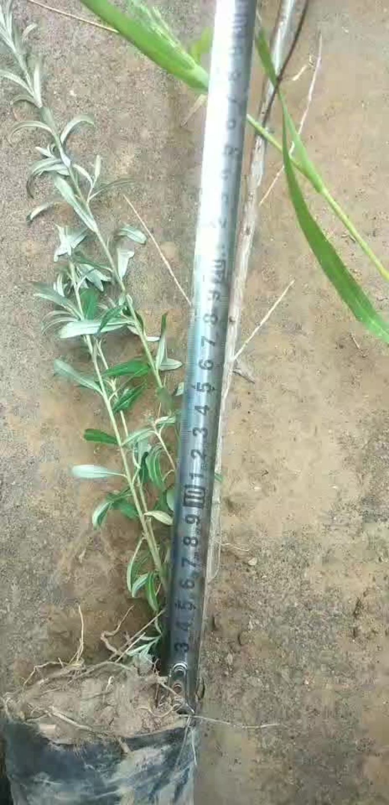沙棘杯苗