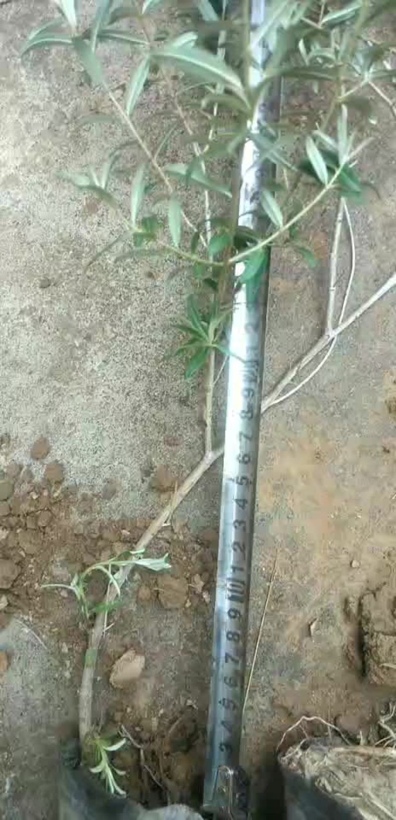 沙棘杯苗