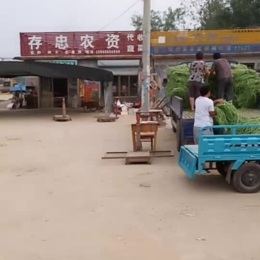 豆角规格60-70