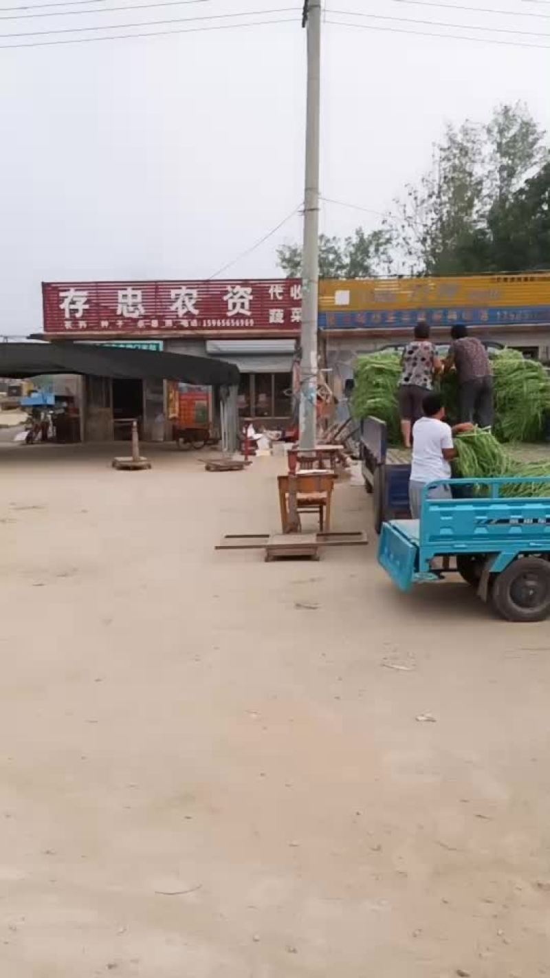 豆角规格60-70