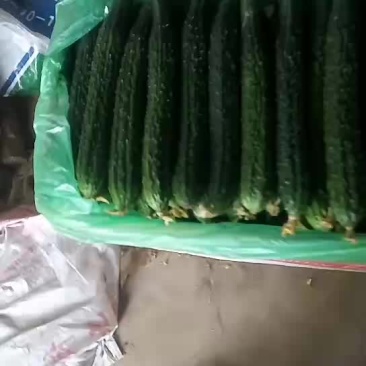 水黄瓜，保质保量，信誉第一。