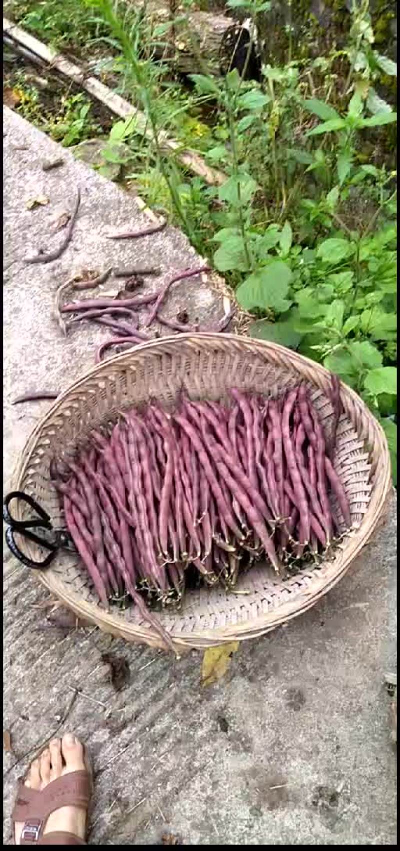 四季豆