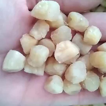 干贝