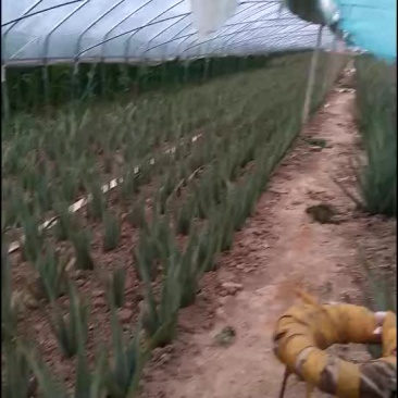 库拉索芦荟