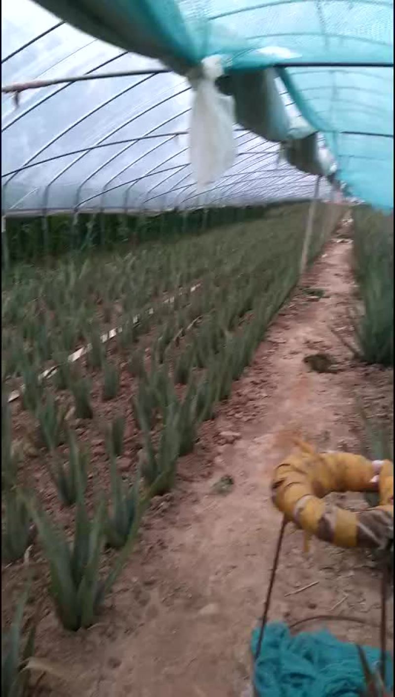 库拉索芦荟